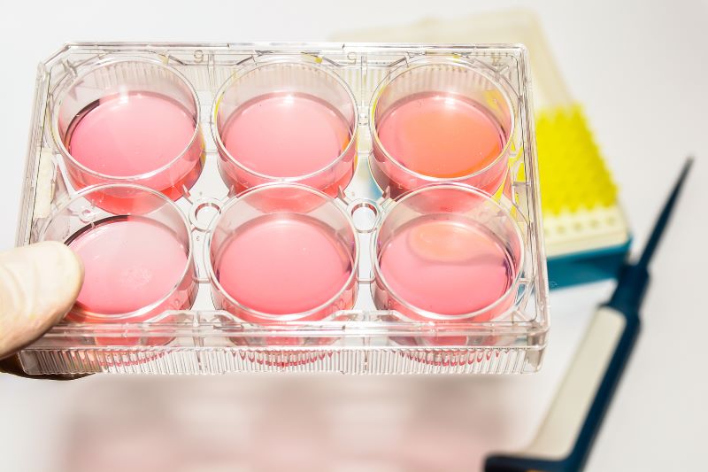 cell culture plate 1