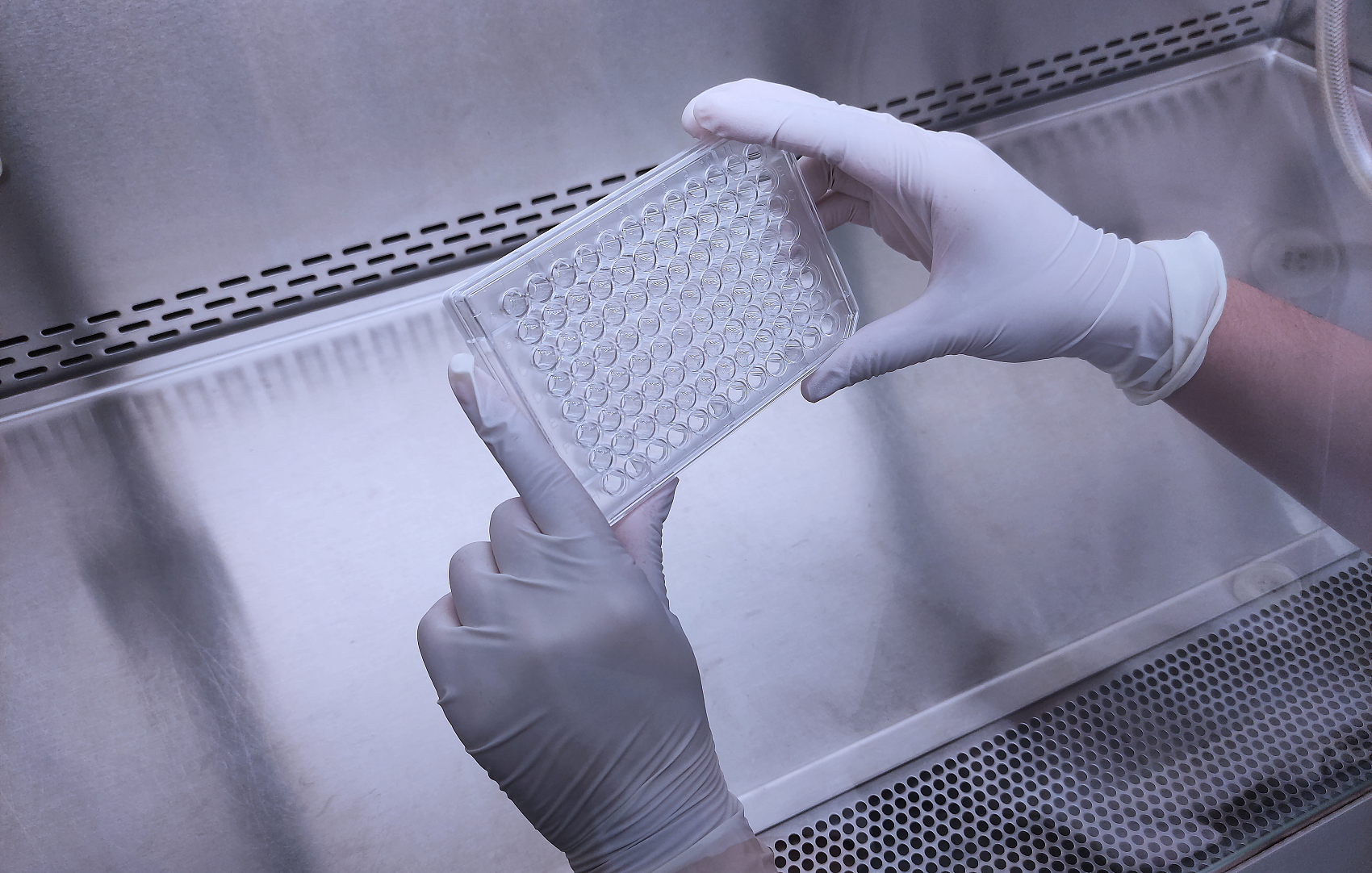 Experimenter holding a cell culture plate