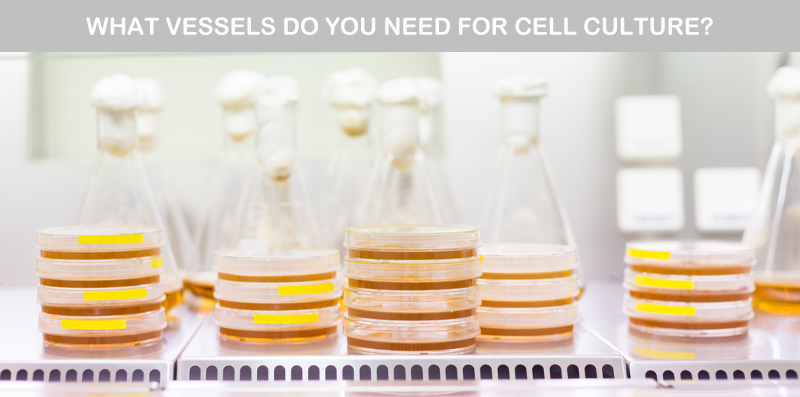 cell culture